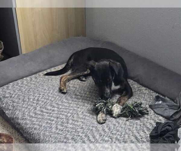 Medium Photo #15 German Shepherd Dog-Unknown Mix Puppy For Sale in Lakewood, CO, USA