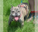Small #3 French Bulldog
