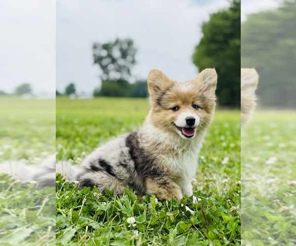 Medium Photo #18 American Corgi Puppy For Sale in DENVER, IA, USA