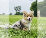 Small #2 American Corgi