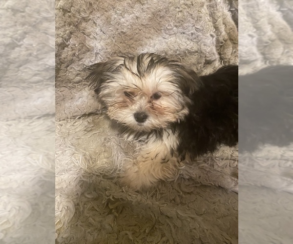 Medium Photo #1 Shorkie Tzu Puppy For Sale in CLEARWATER, FL, USA