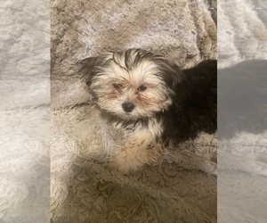 Shorkie Tzu Puppy for sale in CLEARWATER, FL, USA