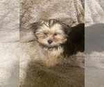 Small Photo #1 Shorkie Tzu Puppy For Sale in CLEARWATER, FL, USA