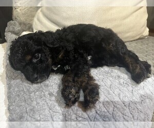 Cavapoo Puppy for sale in MILLINGTON, MI, USA