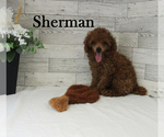 Image preview for Ad Listing. Nickname: Sherman