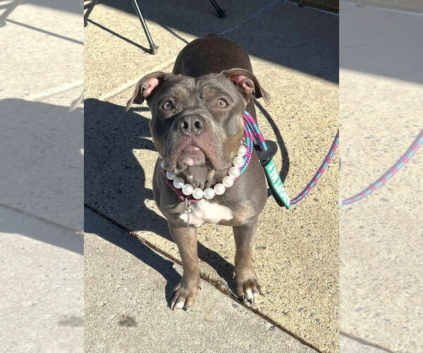 Medium Photo #3 American Pit Bull Terrier Puppy For Sale in Rockville, MD, USA