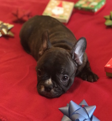French Bulldog Puppy for sale in CHARLESTON, SC, USA