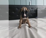 Puppy Piper Boxer