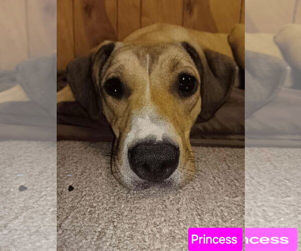 Medium Photo #2 Catahoula Leopard Dog-Labrador Retriever Mix Puppy For Sale in Farmerville, LA, USA