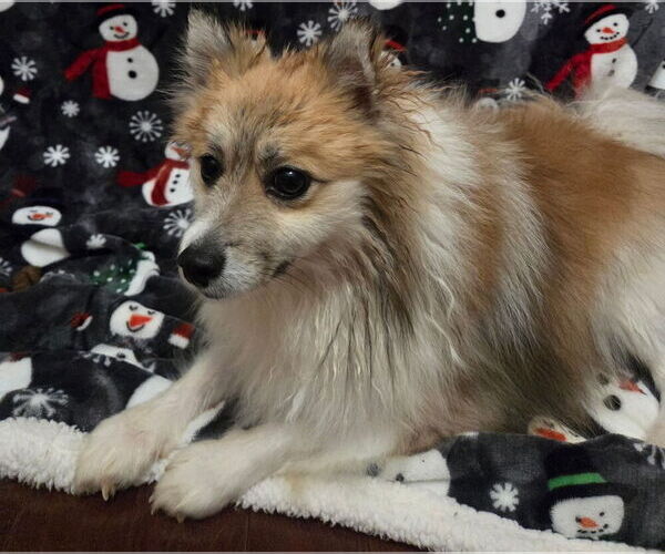 Medium Photo #7 Pomeranian Puppy For Sale in CITRONELLE, AL, USA