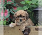 Small Photo #5 Bichon Frise-Cavachon Mix Puppy For Sale in BIRD IN HAND, PA, USA