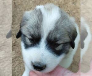 Anatolian Shepherd-Great Pyredane Mix Puppy for sale in OWENTON, KY, USA