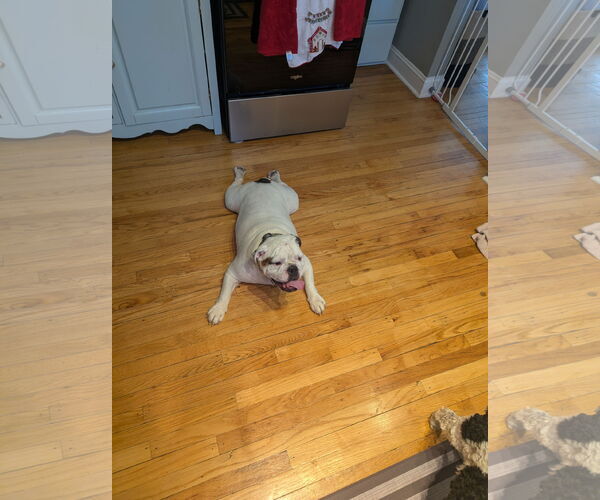 Medium Photo #3 Bulldog Puppy For Sale in Fenton, MO, USA