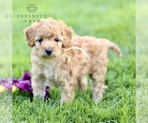 Golden Retriever Puppy for sale in CHRISTIANA, PA, USA