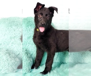 German Shepherd Dog Puppy for sale in WARREN, MA, USA