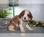 Small #2 Cavapoo (Miniature)
