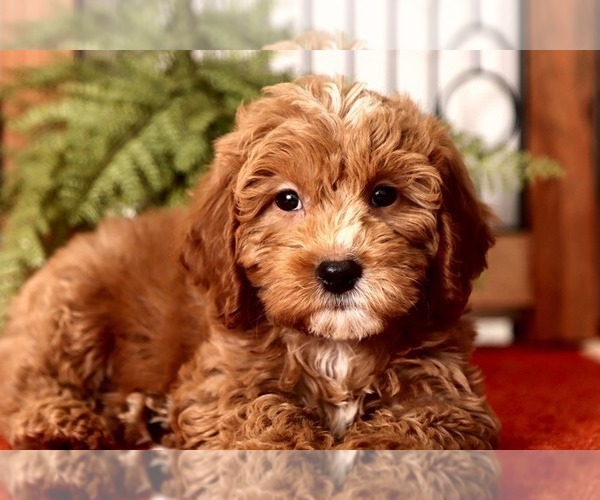 Medium Photo #2 Goldendoodle Puppy For Sale in NAPLES, FL, USA