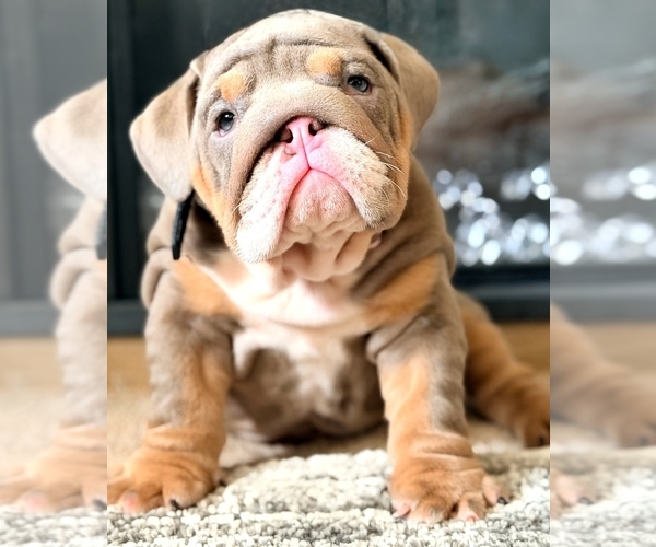 Medium Photo #4 English Bulldog Puppy For Sale in POTSDAM, NY, USA