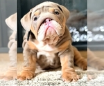 Small #3 English Bulldog