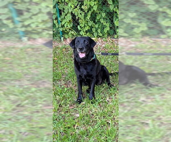 Medium Photo #10 Labrador Retriever Puppy For Sale in Weston, FL, USA