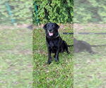 Small #9 Labrador Retriever