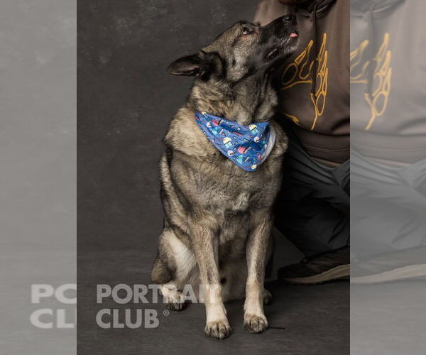 Medium Photo #5 Akita-Norwegian Elkhound Mix Puppy For Sale in Doylestown, PA, USA