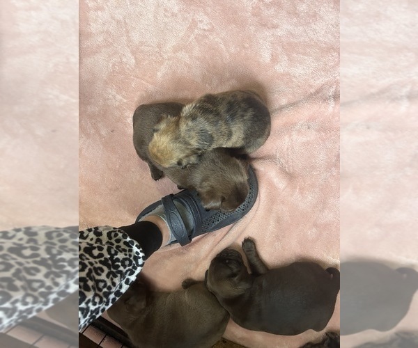 Medium Photo #82 Pug Puppy For Sale in BLOOMINGTON, IL, USA