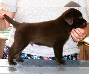 Labrador Retriever Puppy for sale in WILSONS, VA, USA