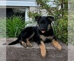 Small German Shepherd Dog