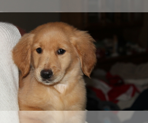 Medium Photo #16 Golden Retriever Puppy For Sale in SPENCER, TN, USA