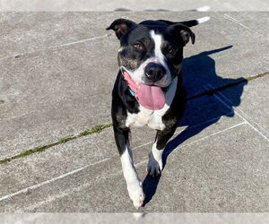 Mutt Dogs for adoption in McKinleyville, CA, USA