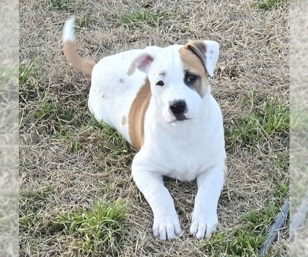 Medium Photo #14 American Pit Bull Terrier-Australian Shepherd Mix Puppy For Sale in OKLAHOMA CITY, OK, USA