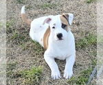 Small #13 American Pit Bull Terrier-Australian Shepherd Mix