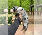 Small Photo #4 Catahoula Leopard Dog Puppy For Sale in TRYON, NC, USA