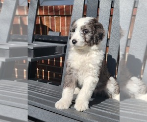 Bordoodle Puppy for sale in NEW HAVEN, IN, USA