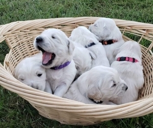 English Cream Golden Retriever Puppy for sale in WILMORE, KY, USA