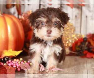 Yorkshire Terrier Puppy for sale in MOUNT VERNON, OH, USA
