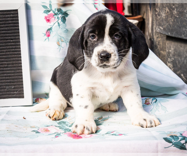 Medium Photo #1 Australian Cattle Dog-Basset Hound Mix Puppy For Sale in WAKARUSA, IN, USA