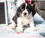 Small Photo #1 Australian Cattle Dog-Basset Hound Mix Puppy For Sale in WAKARUSA, IN, USA