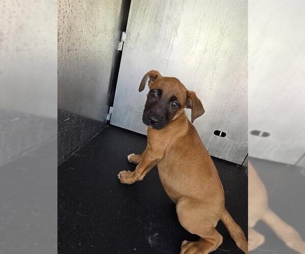 Medium Photo #1 Boxer-German Shepherd Dog Mix Puppy For Sale in San Antonio, TX, USA