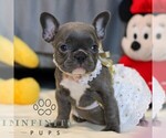 Small #4 French Bulldog