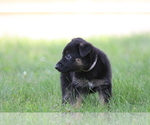 Small Photo #2 German Shepherd Dog Puppy For Sale in JERSEY CITY, NJ, USA