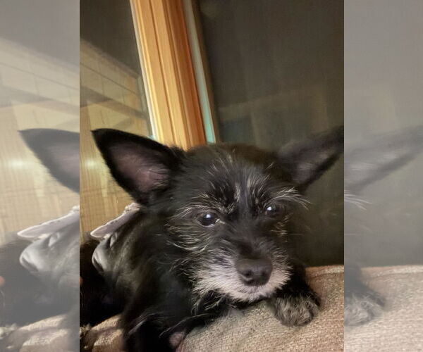 Medium Photo #7 Maltese-Unknown Mix Puppy For Sale in Princeton, MN, USA