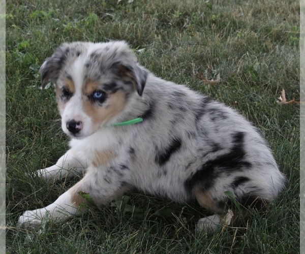 Medium Photo #3 Australian Shepherd Puppy For Sale in FREDERICKSBURG, OH, USA