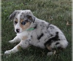 Small Photo #3 Australian Shepherd Puppy For Sale in FREDERICKSBURG, OH, USA
