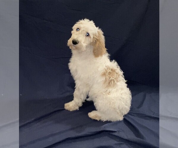 Medium Photo #14 Goldendoodle Puppy For Sale in QUEEN CREEK, AZ, USA