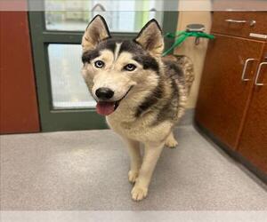 Siberian Husky Dogs for adoption in Rancho Cucamonga, CA, USA