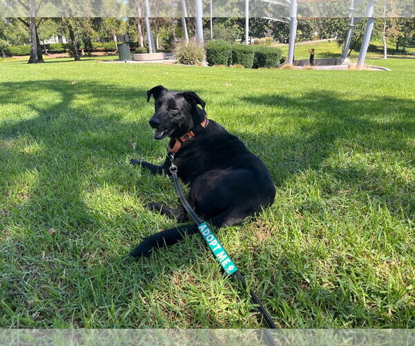 Medium Photo #2 Labrador Retriever-Unknown Mix Puppy For Sale in San Diego, CA, USA