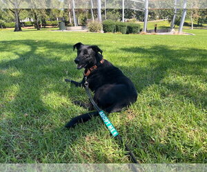 Harold - Male Labrador Retriever-Unknown Mix Dog for Adoption - Photo #2