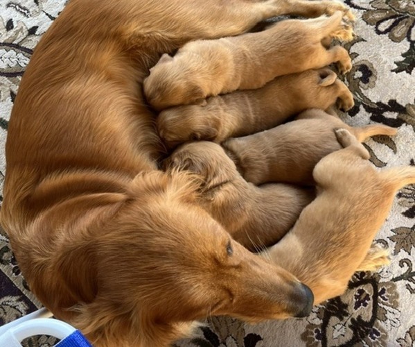 Medium Photo #1 Golden Retriever Puppy For Sale in FREEPORT, FL, USA